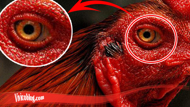 Belajar Cara Sembuhkan Mata Ayam S128